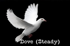 dove bird personality
