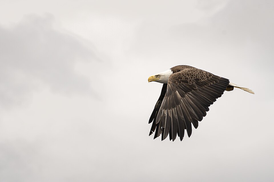 Bald eagle in flight against an overcast sky