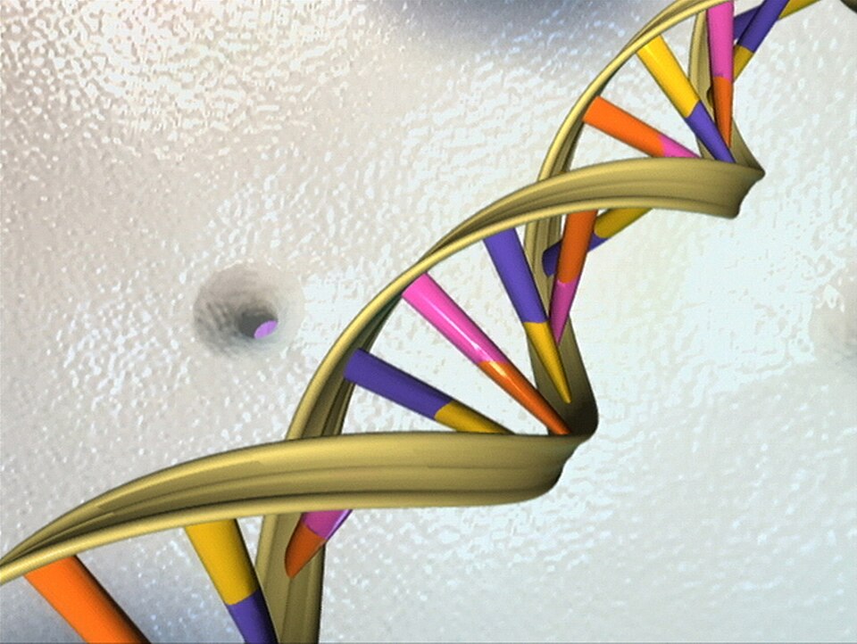 Illustration of a DNA double helix with colored base pairs