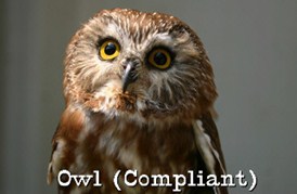 owl bird personality