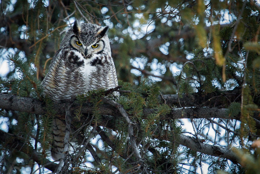 Great horned owl perched on a pine branch, watching intently
