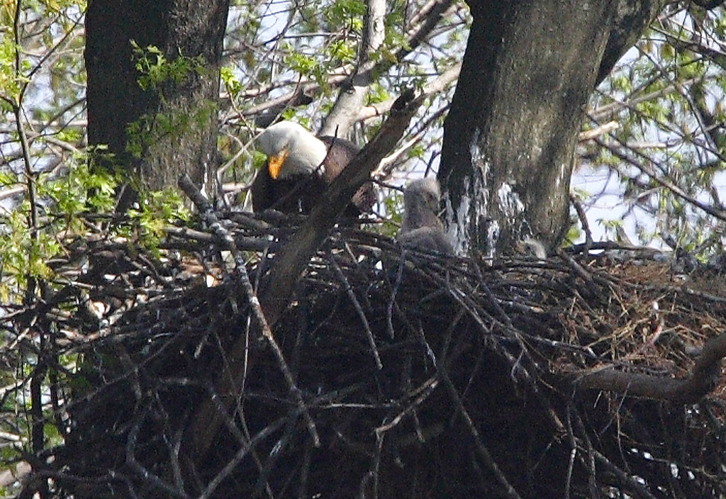 Bald eagle parent watching over young eaglets in the nest