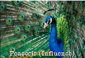 peacock bird personality